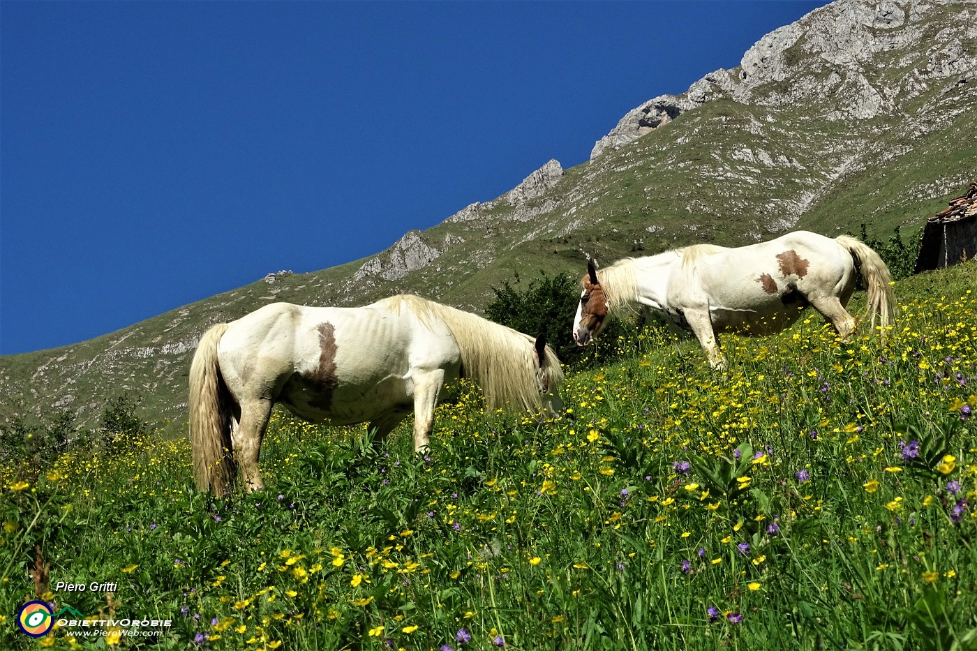10 Uscito su verde radura prativa sulle pendici del Menna incontro cavalli al pascolo.JPG